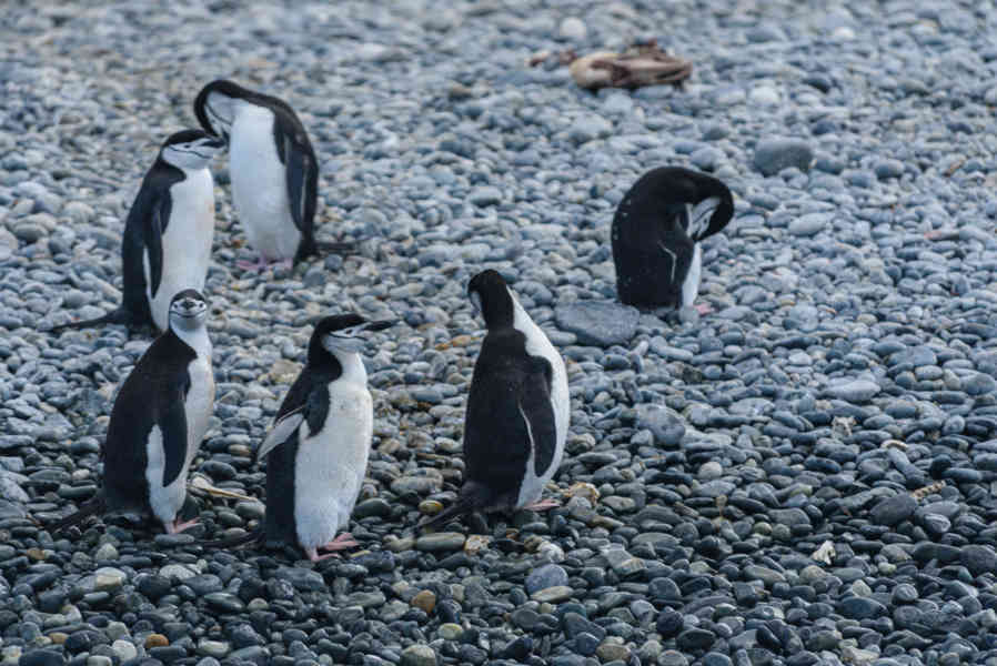 Pingüino Chinstrap - islas Georgias del Sur 03.jpg
